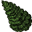 fir tree