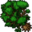 sycamore