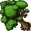 plum tree
