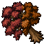 red maple