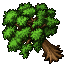 pear tree