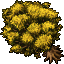yellow maple