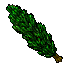poplar