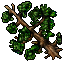 pine