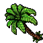 coconut palm