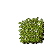 wheat