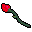 red rose
