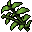 swamp plant