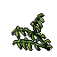 bog fingers plant