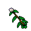 swamp plant