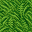 jungle grass