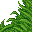 jungle grass