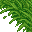 jungle grass