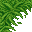 jungle grass
